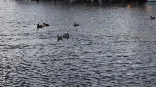 Brown Pelican diving for fish in harbor in south carolina