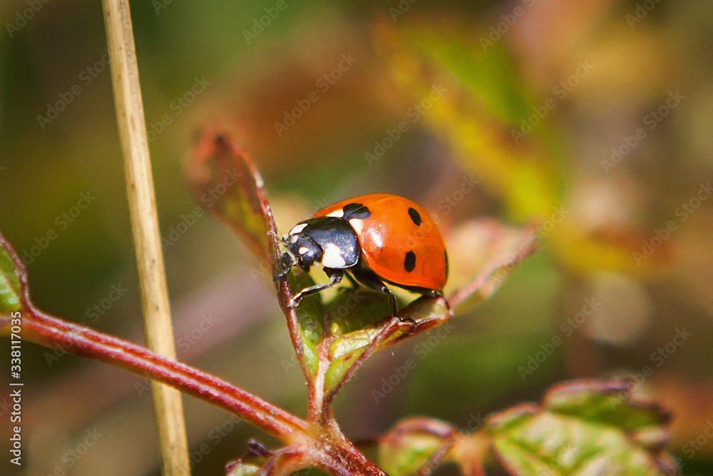 Obraz premium Marienkäfer, Coccinellidae