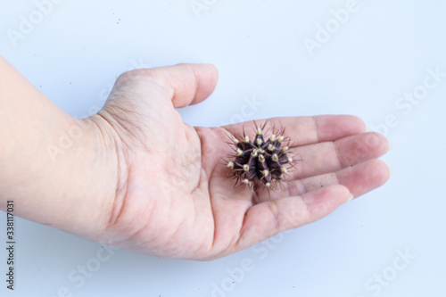Gymnocalycium mihanovichii cactus on hand isolate on white background.Ruby Ball,Red Cap,Red Hibotan or Hibotan cacti.