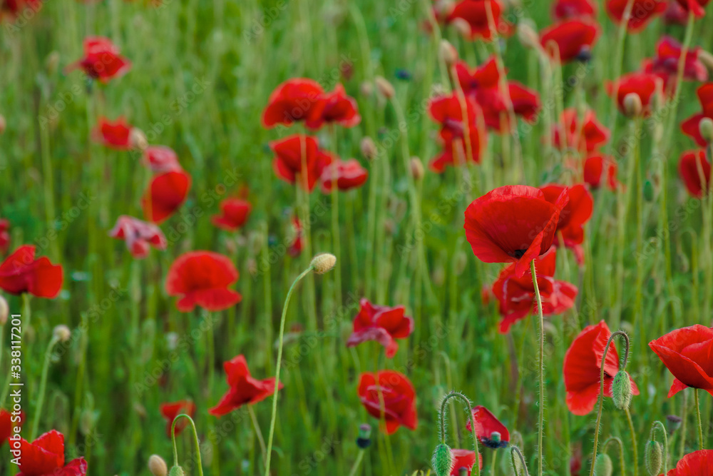 red poppy flower field. beautiful nature scenery in summer afternoon red poppy flower field. beautiful nature scenery in summer afternoon