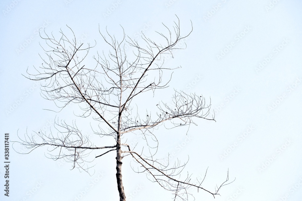 Obraz premium Blurred a row of dead tree branches with white blue sky background at the park