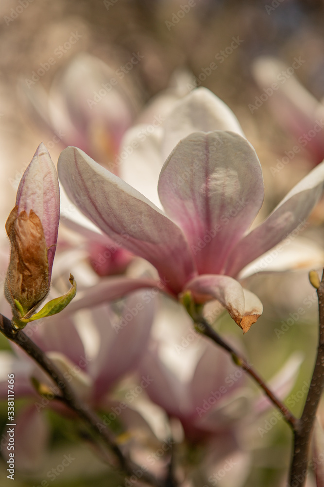 The branches of a pink magnolia blossom on springtime in a park The branches of a pink magnolia blossom on springtime in a park
