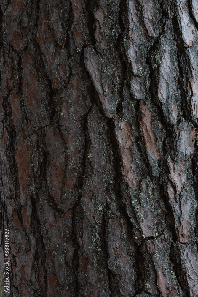 Bark of the pine tree Bark of the pine tree
