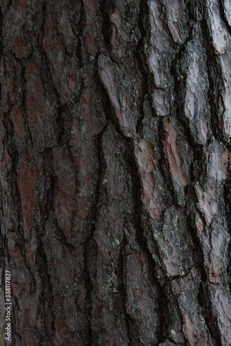 Fototapeta Naklejka Na Ścianę i Meble -  Bark of the pine tree