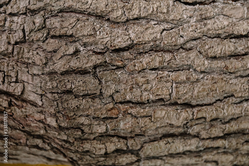 A brown apple tree bark is a close-up shot. Natural relief and texture as a background for text. Symbol of woodworking or lumbering production, or forestry, or horticulture.