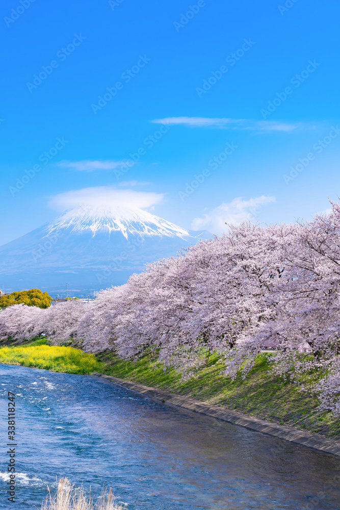 Naklejka premium 静岡県富士市龍巌淵の桜と富士山(笠雲)
