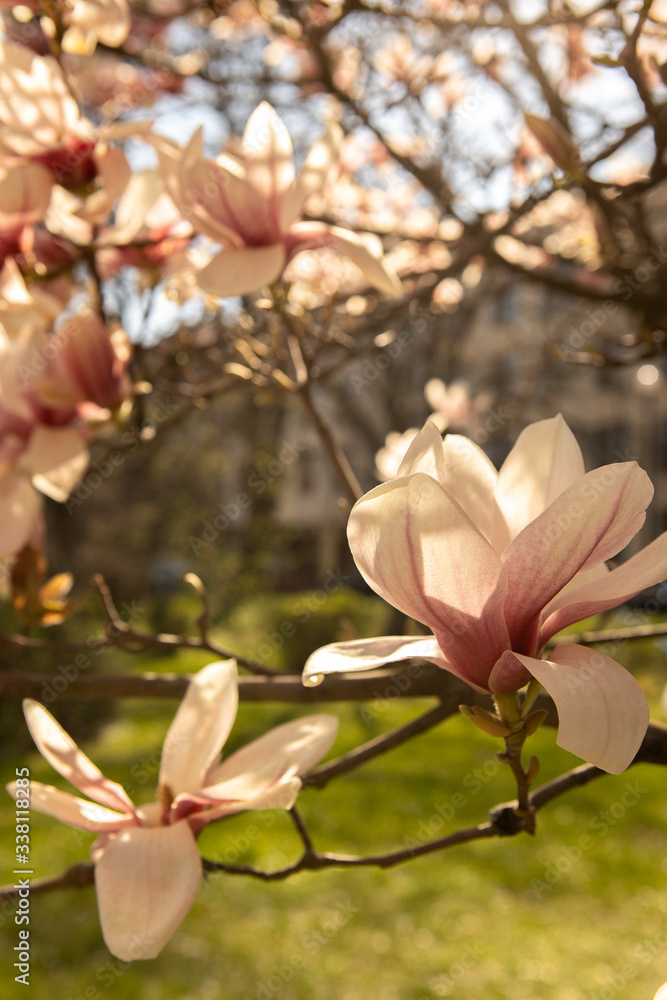 The branches of a pink magnolia blossom on springtime in a park The branches of a pink magnolia blossom on springtime in a park
