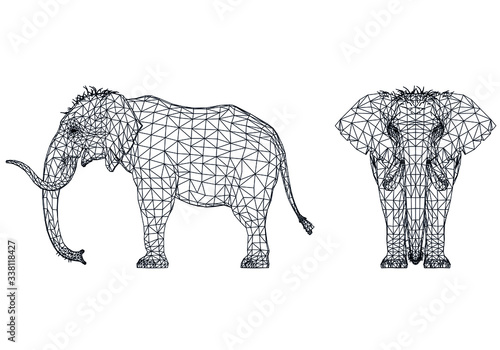 Naumann s Elephant polygonal lines illustration. Abstract vector elephant on the white background