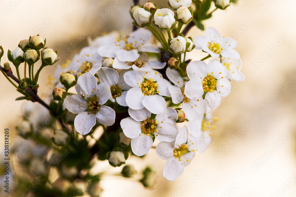 Fototapeta premium Spiraea vanhouttei