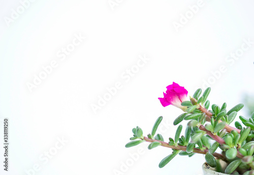 Close up Coral Carpet Sedum album succulent plant isolate on white background.(Stonecrops)