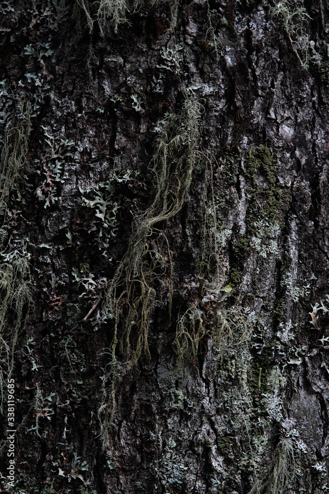 Obraz premium Macrophotography. Moss and lichen.