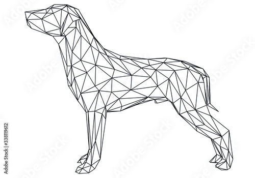 Labrador retriever dog polygonal lines illustration. Abstract vector dog on the white background