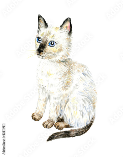 Cute Siamese kitten with blue eyes Isolated on a white background.