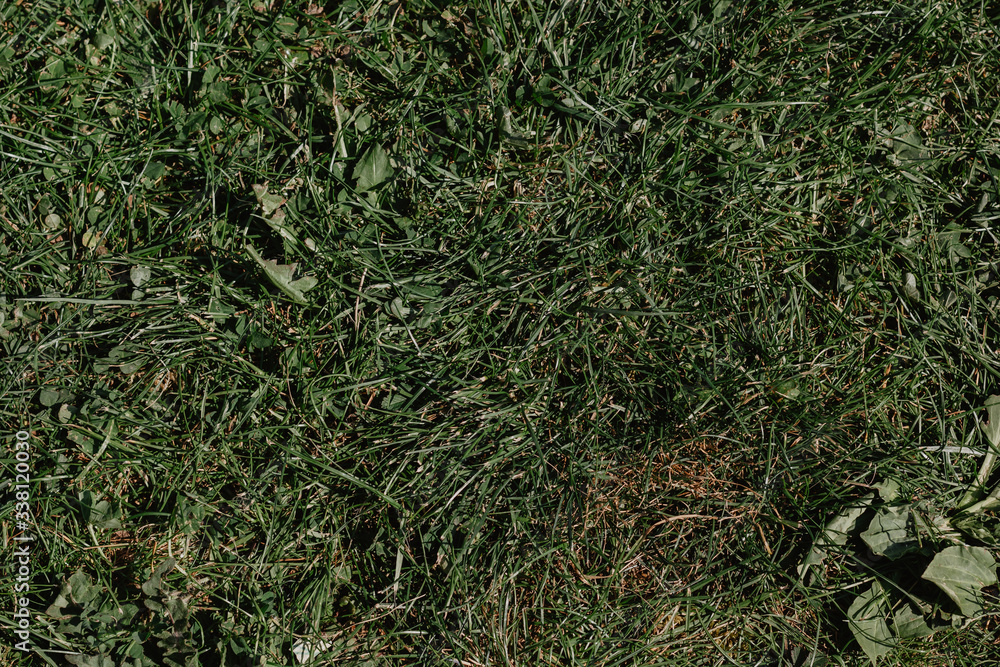 green grass background
