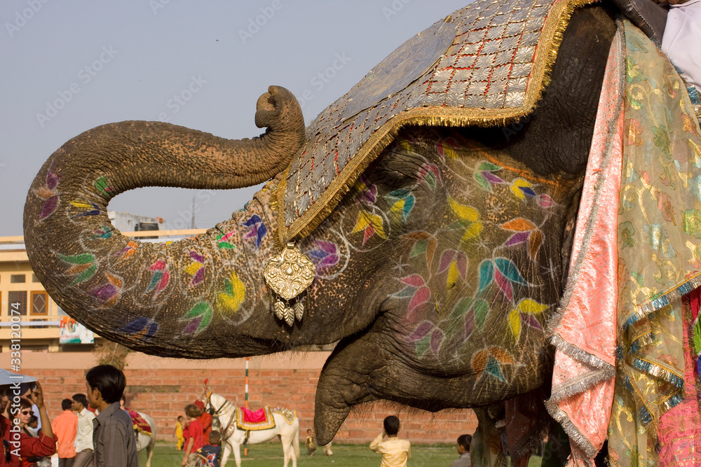 Fototapeta premium colorful elephant , festival , Jaipur, Rajasthan, India 