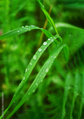 Eco nature background with grass, sun and water drops - defocused bokeh.