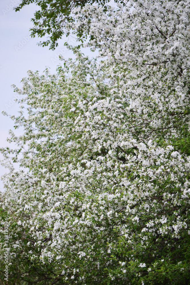 Beautiful floral white apple trees on a spring background in the garden. Beautiful floral white apple trees on a spring background in the garden.