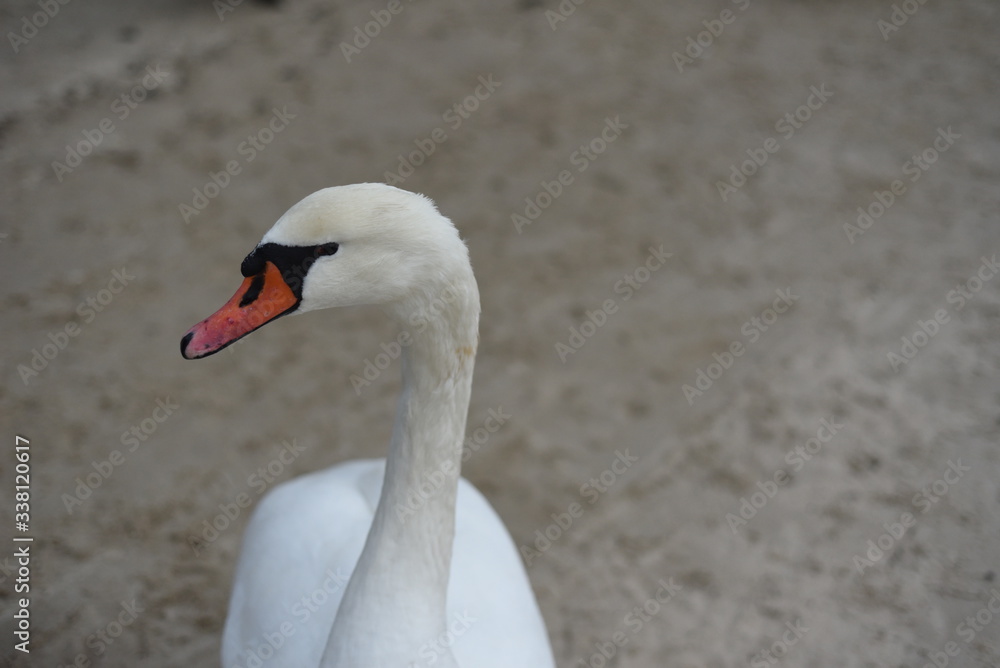Obraz premium Łabędź 