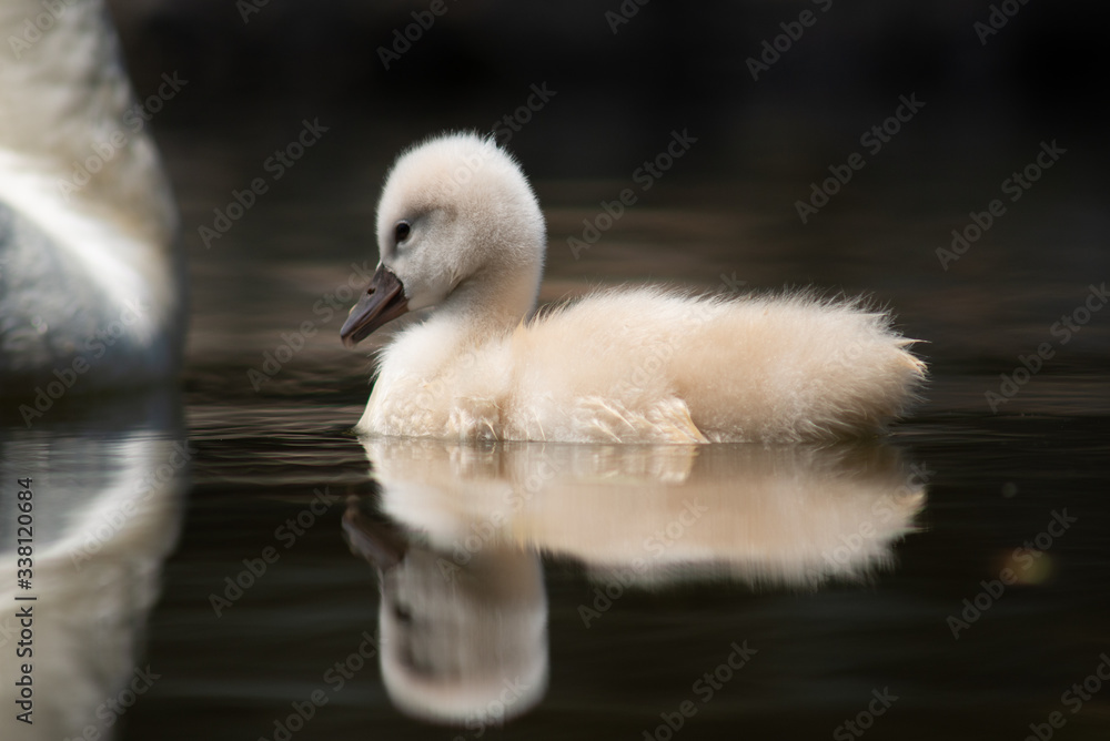 cygnet cygnet