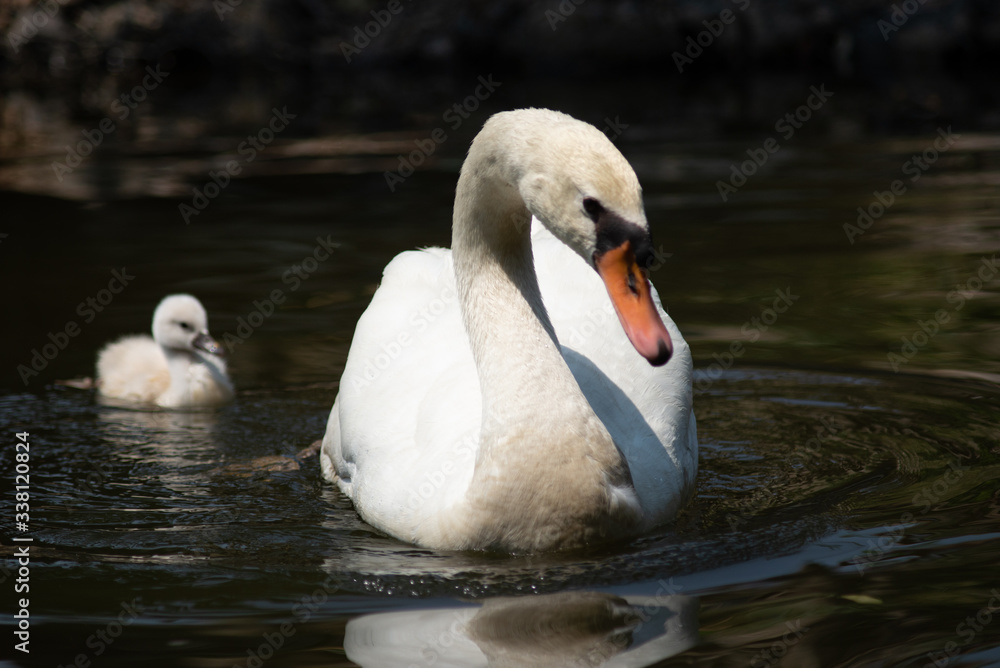 Fototapeta premium Swan and cygnet