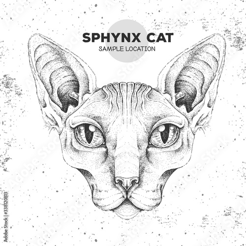 Hipster animal head of sphynx cat. Hand drawing Muzzle of sphynx cat