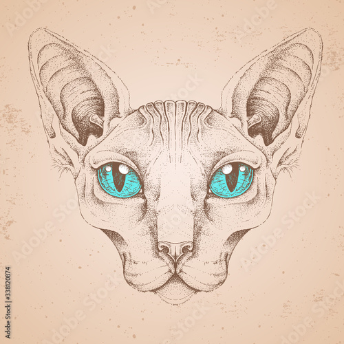 Hipster animal head of sphynx cat. Hand drawing Muzzle of sphynx cat