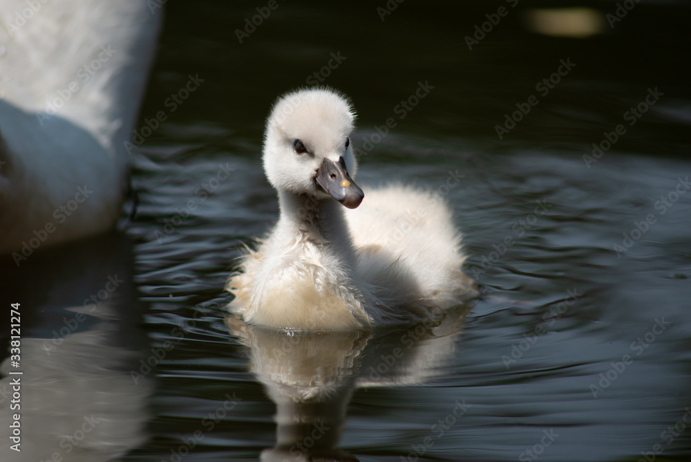 Swan and cygnet Swan and cygnet