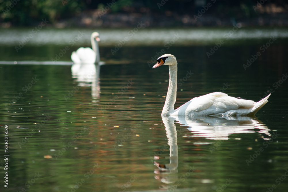Fototapeta premium Swan