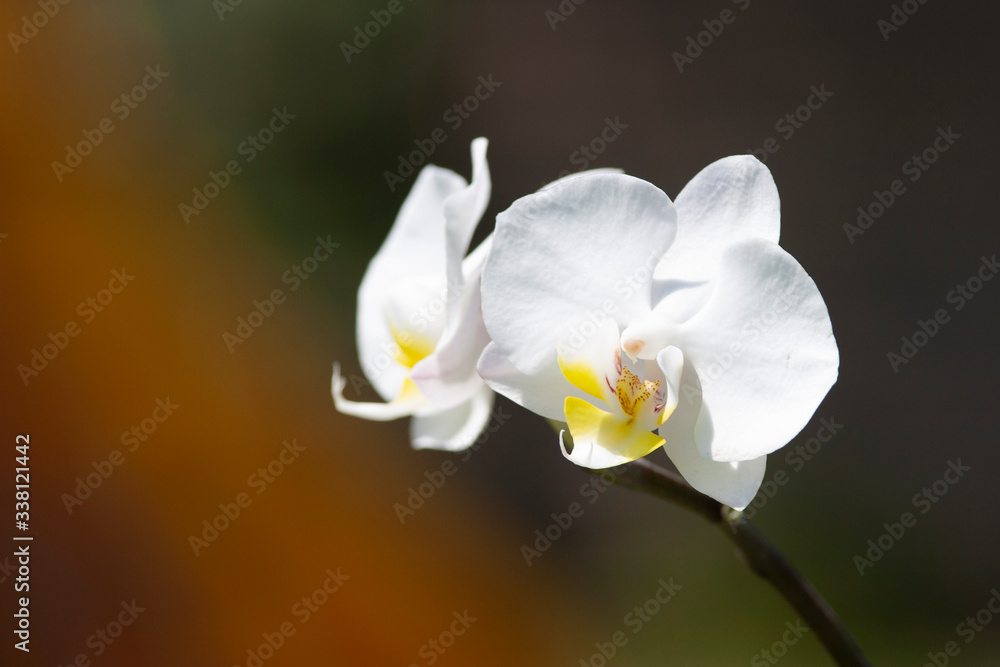 This original photograph of a closeup of these beautiful white orchids have a unique background and is a work of art. This original photograph of a closeup of these beautiful white orchids have a unique background and is a work of art.