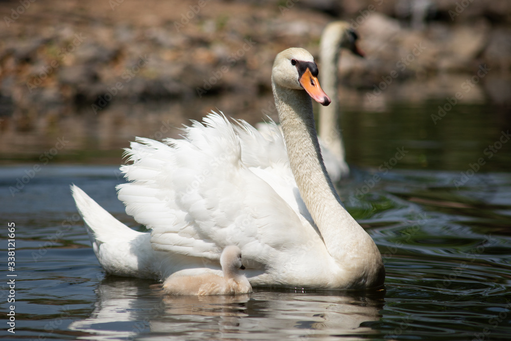 Fototapeta premium Swan and cygnet