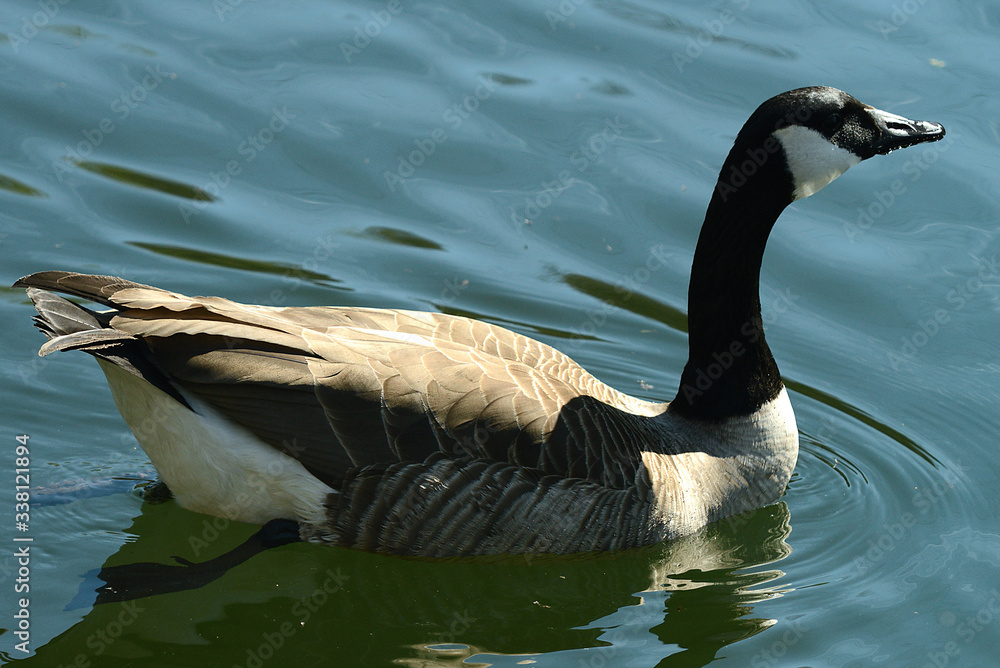 Fototapeta premium Wildgans am Wasser und im Flug