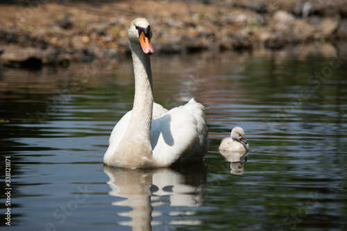 Swan and cygnet