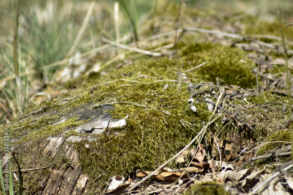 moss on the ground moss on the ground