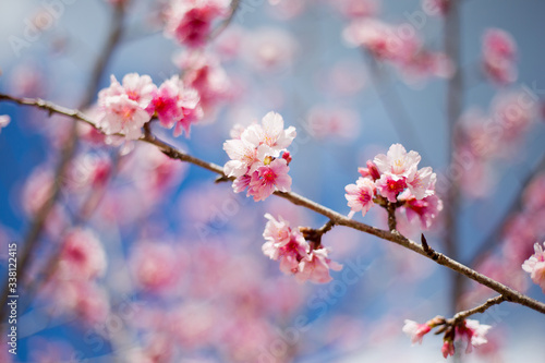 pink cherry blossom