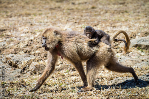 Gelada baboons in the Simien Mountains National Park, Ethiopia