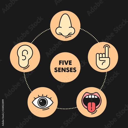 Sense organs flat vector icons. Taste, smell, touch, vision, hearing flat vector icons