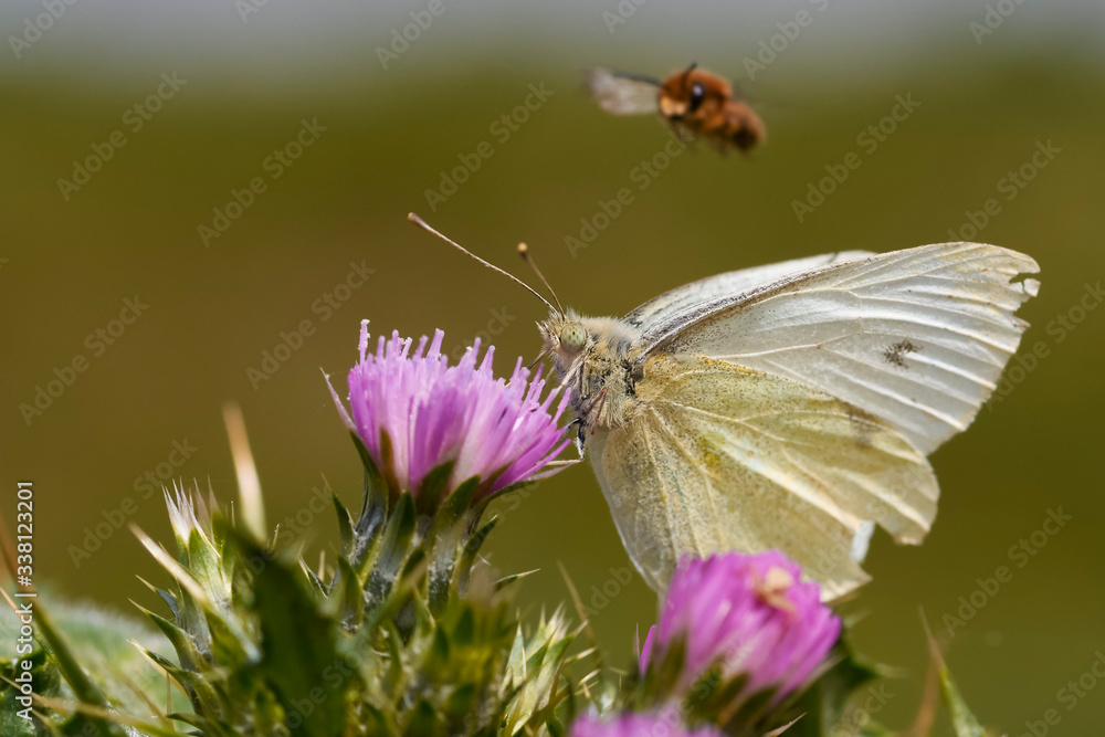 cabbage butterfly (Pieris Brassicae) perched on a flower while an insect flies over it cabbage butterfly (Pieris Brassicae) perched on a flower while an insect flies over it