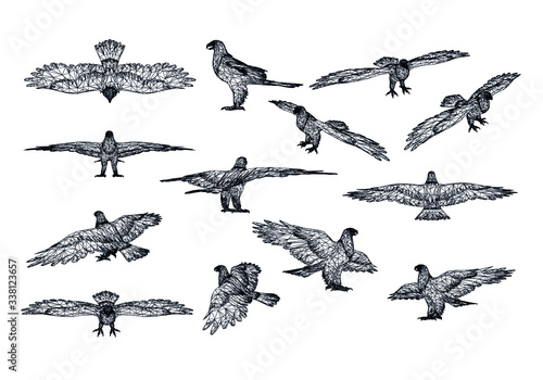 Bald Eagle polygonal lines illustration. Abstract vector eagle on the white background