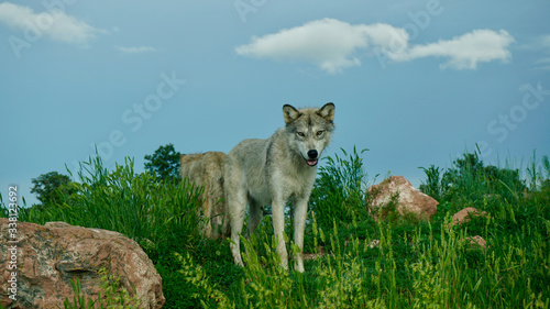wolf on a hill