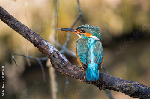 Kingfisher in wild nature in Europe