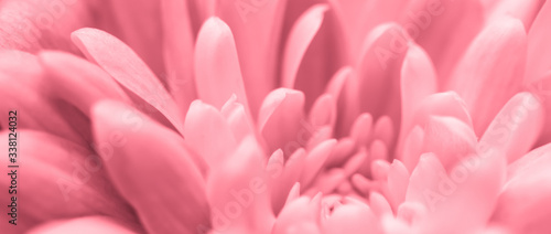 Abstract floral background, pink chrysanthemum flower. Macro flowers backdrop for holiday brand design