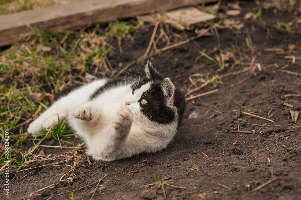 a black and white kitten is lying on its back and playing outside,the cat is lying on the ground and playing a black and white kitten is lying on its back and playing outside,the cat is lying on the ground and playing