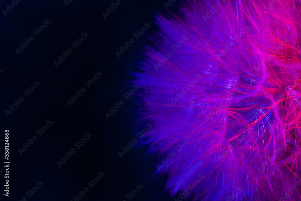 Big dandelion in pink-blue neon light. Abstract photo on a dark background. Element for graphic design. Picture for desktop with a plant.. Big dandelion in pink-blue neon light. Abstract photo on a dark background. Element for graphic design. Picture for desktop with a plant..