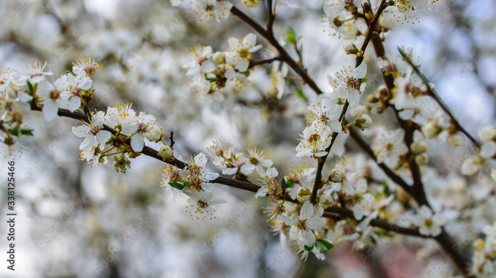Blooming white flowers cherry plum tree in April. Blooming white flowers cherry plum tree in April.