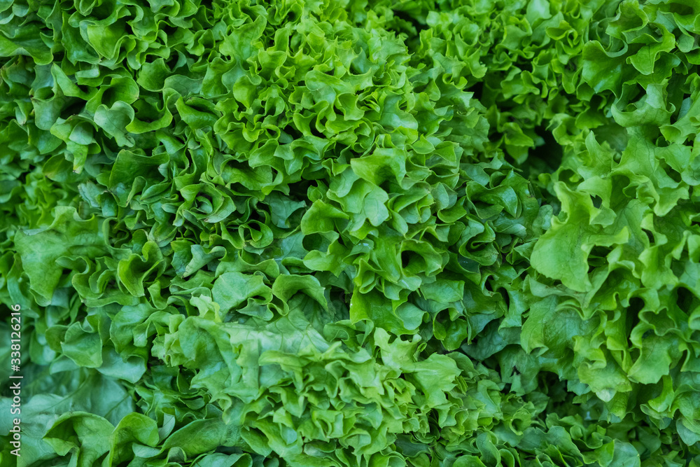 Fresh green lettuce leaves in a drawer. Large, ripened vegetables. Selling a crop in the market. Natural, healthy, vitamin-rich foods. Food for health.