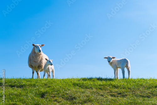 Obraz na plátně mother sheep with lambs
