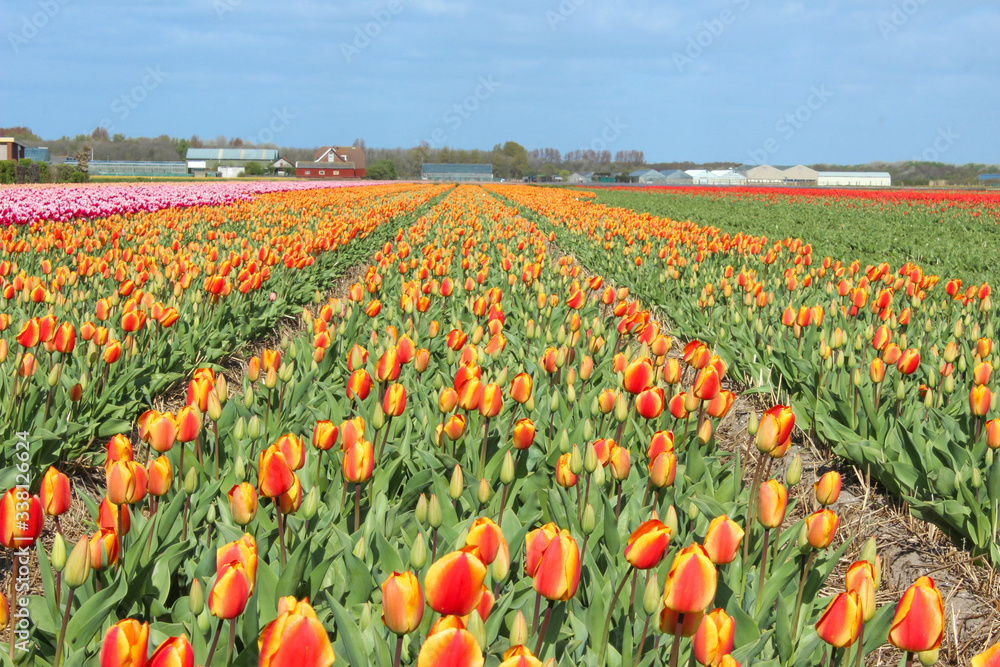 Field of Orange Parrot Tulip (in german Tulpe) Tulipa