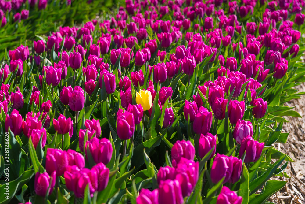 blooming tulips blooming tulips