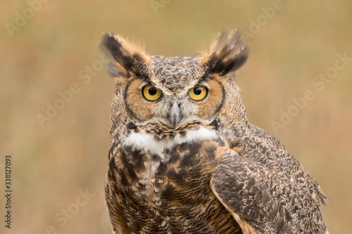 A horned owl looking at the camera