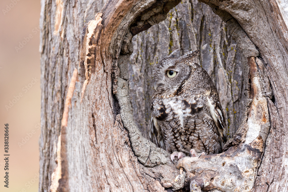 A grey eastern screech owl camouflaged in a tree trunk A grey eastern screech owl camouflaged in a tree trunk